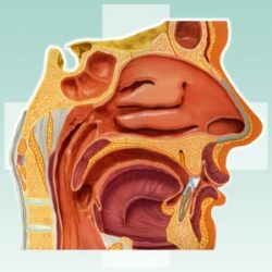 Medical - Illustration by Eric PHILIPPE